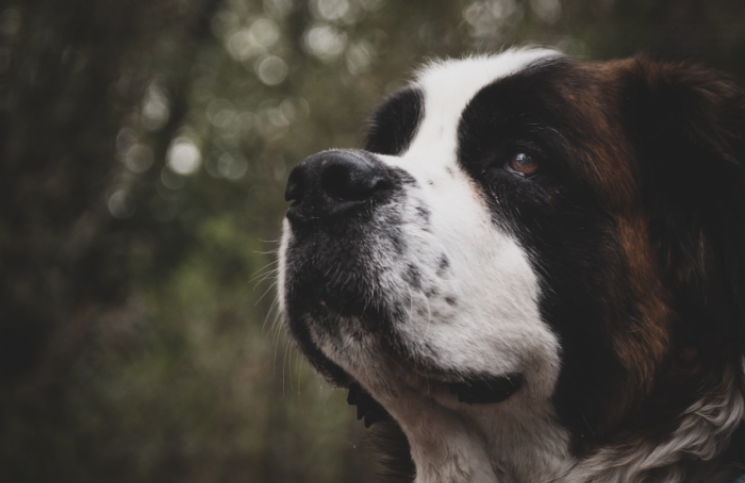 Este es el origen del nombre del perro San Bernardo