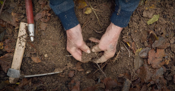 The Truffle Hunters (2021)