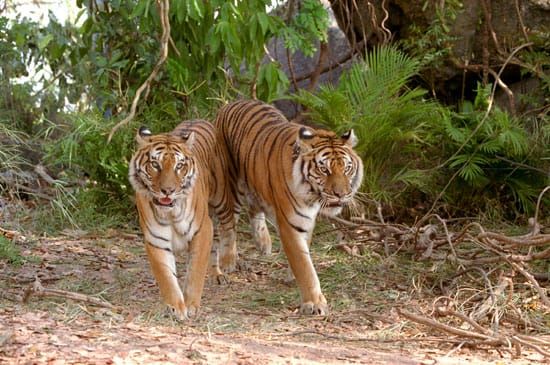 Two Brothers, two fine French filmmakers