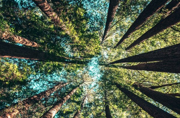 Here We Go Again: Malick and "The Tree of Life"