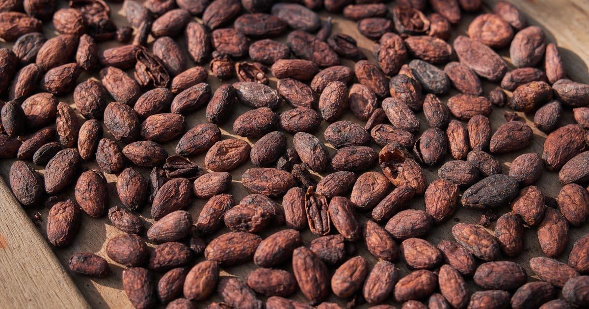 Cacao fino de aroma: el oro suave de Venezuela escala precios y mercados