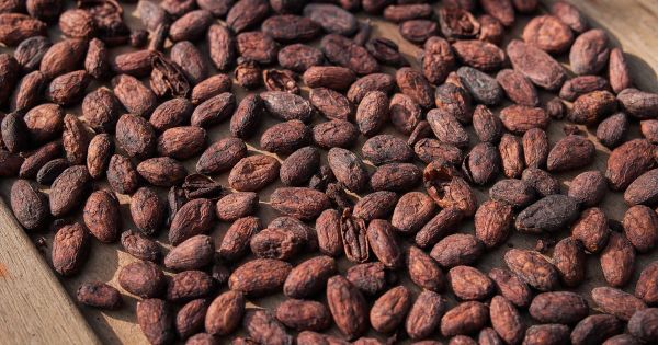 Cacao fino de aroma: el oro suave de Venezuela escala precios y mercados
