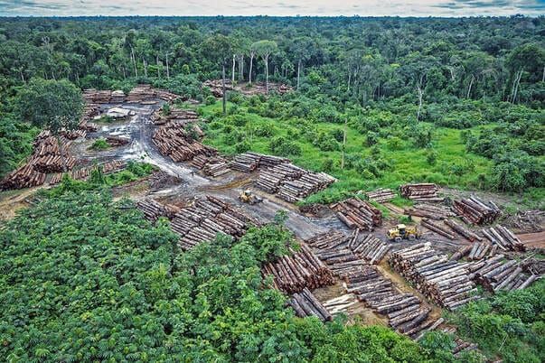 Brazil Sued Over Amazon Deforestation - Constitutional Climate Case Brought Before Brazil's Supreme Court