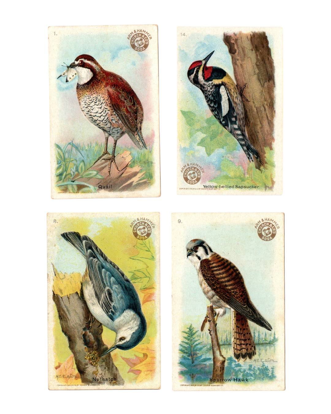 Useful Birds of America