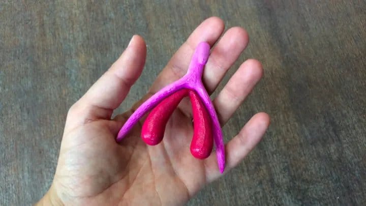 A hand holding a 3D printed model of the entire clitoris