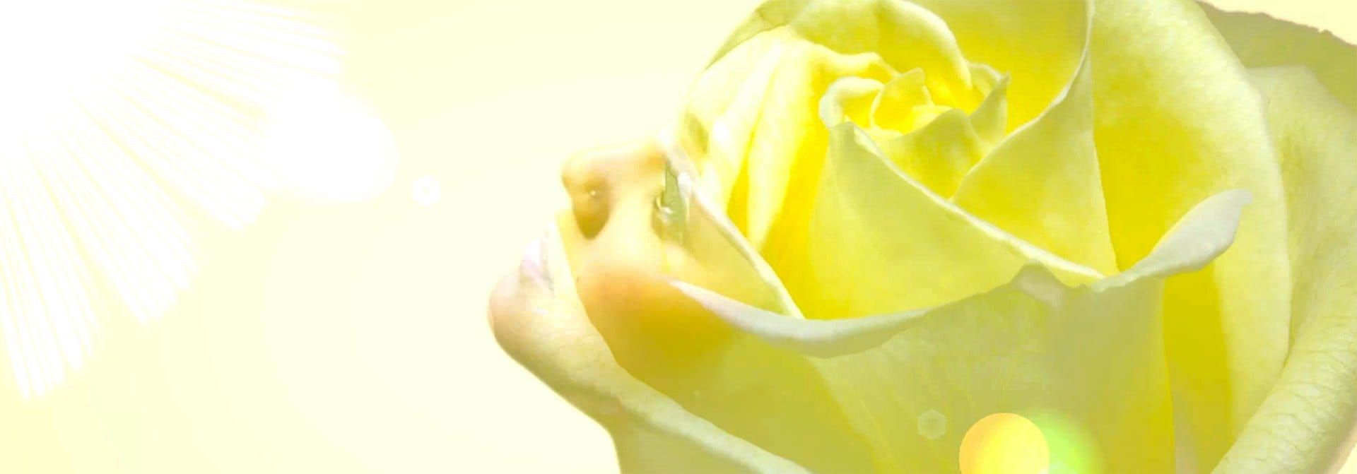 2024-03-06 Flower Alba Distraction ABT