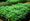 Industrial hemp