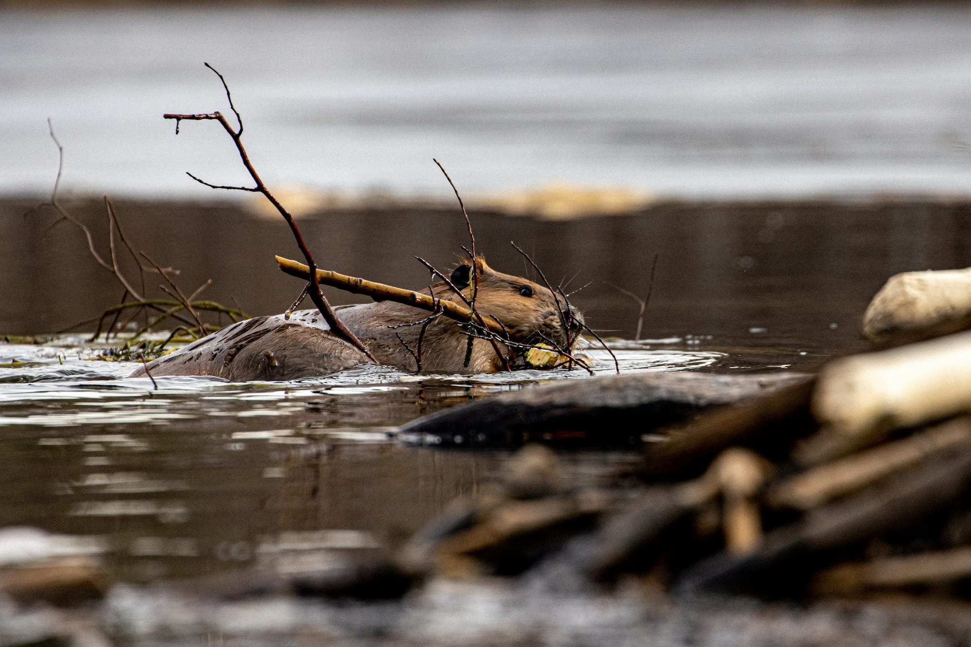 A beaver swimming and carrying branches to its dam.