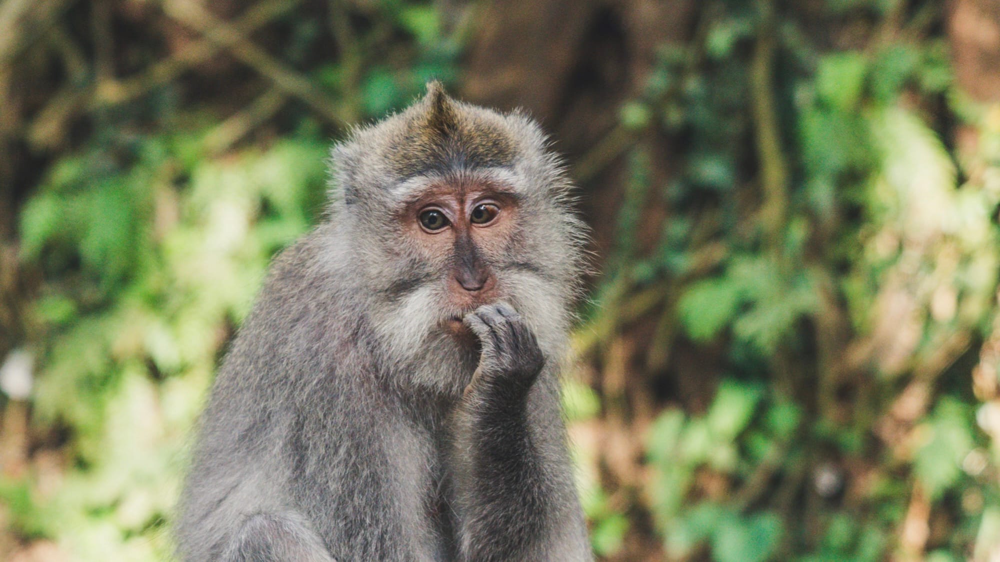 A monkey sitting in what seems like contemplation.