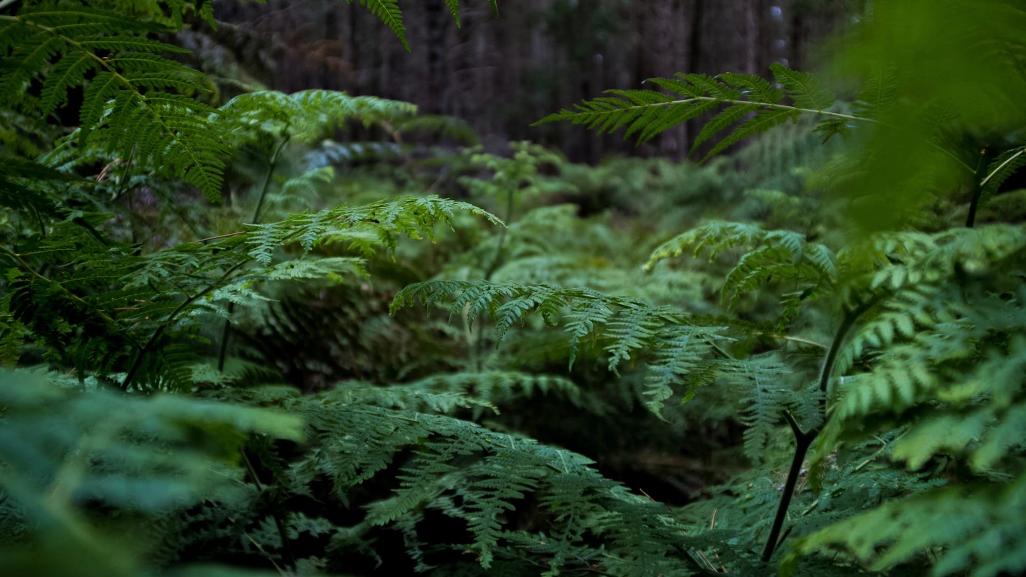 Ferns in a forest, seen from up close.