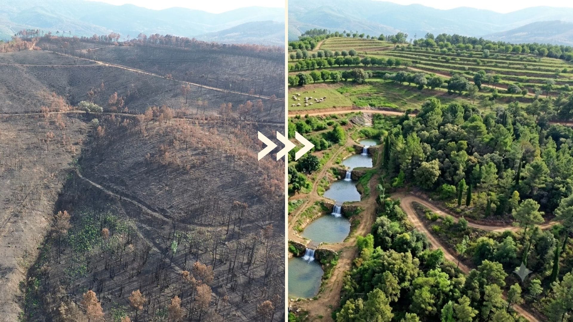 Miracle Mountain in its current state, burnt and barren, and in the state we're going to help it achieve