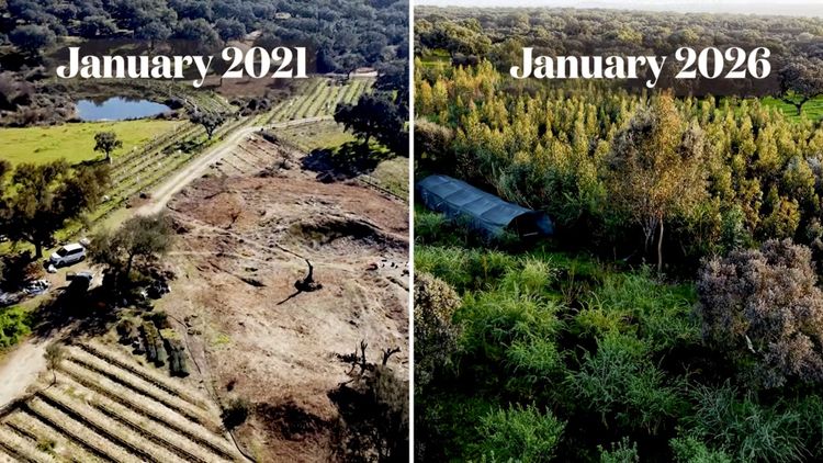 Before and after images of a syntropic farm in Central Portugal