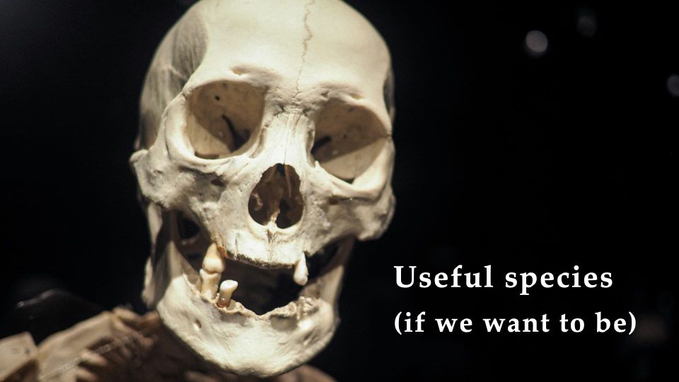 Human skull, with next to it the text 'Useful species (if we want to be)