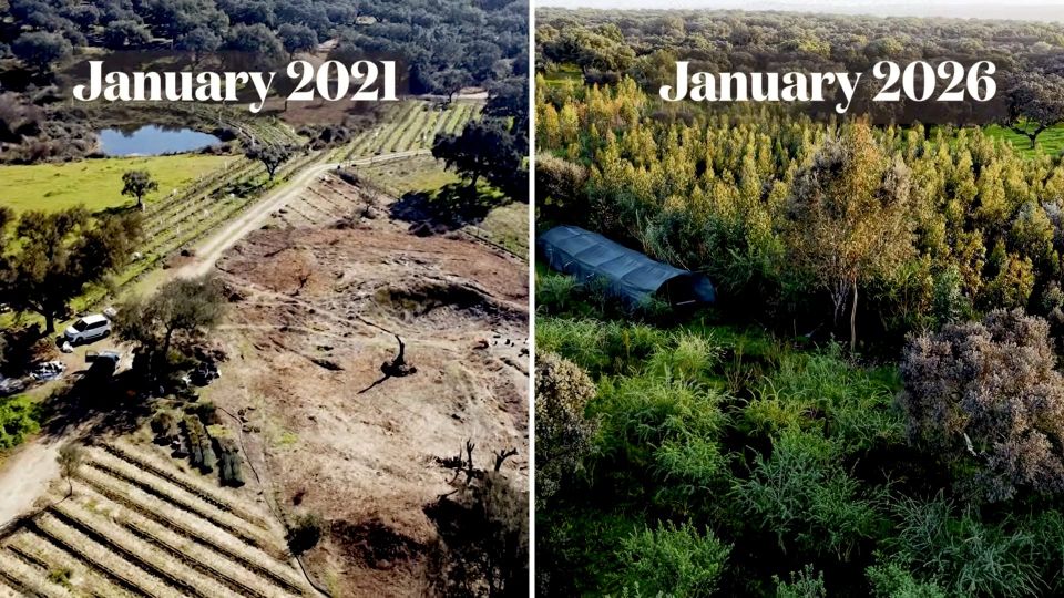 Before and after images of a syntropic farm in Central Portugal