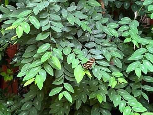 HOA Friendly Edible Katuk