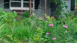 Florida Friendly pollinator and herb garden in front of a house in Seminole County, FL