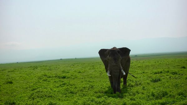 Un safari... quoi en dire...