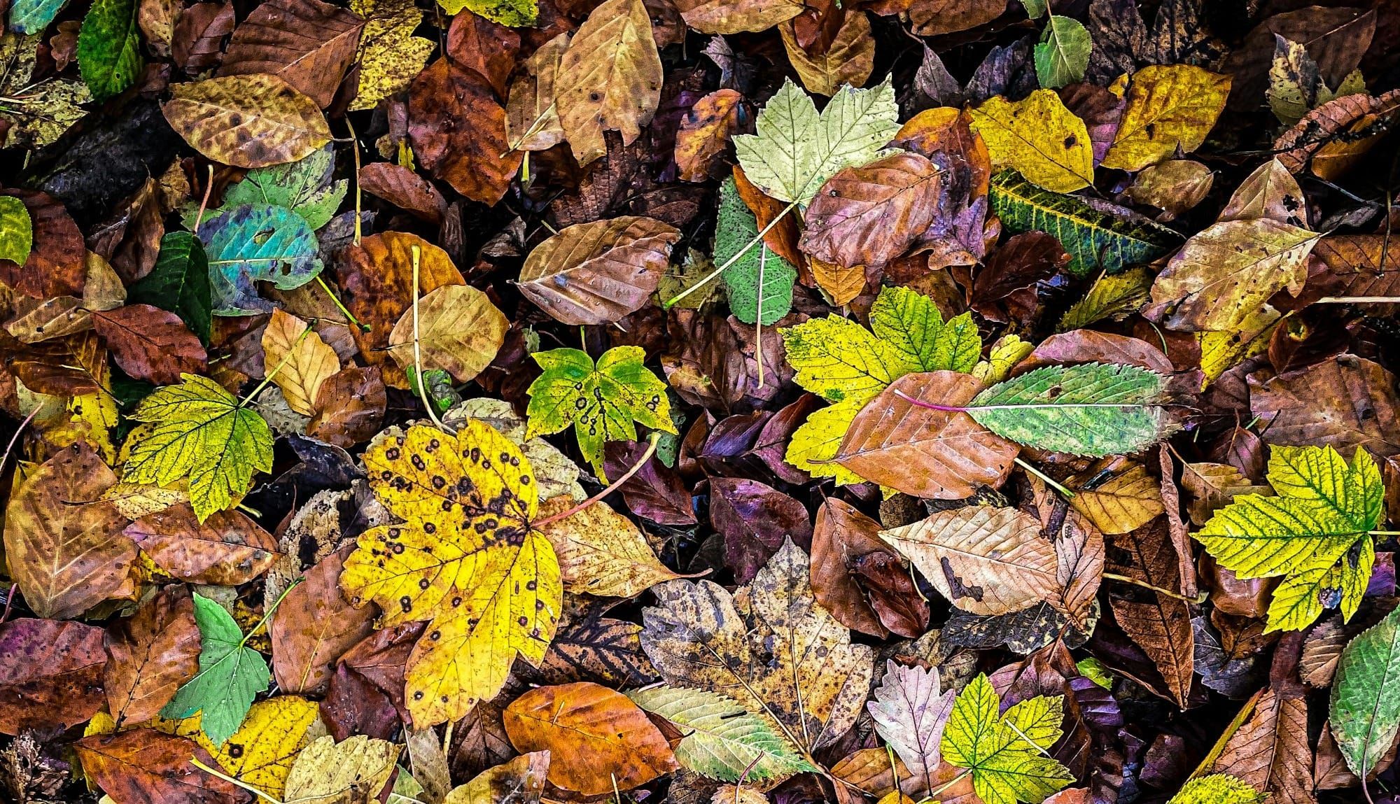 November Events (curated)