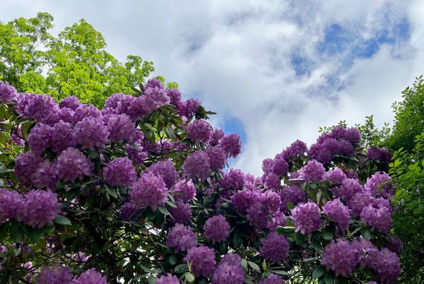 June Events (curated)