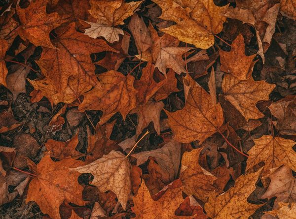 October Events (curated)