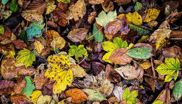 November Events (curated)