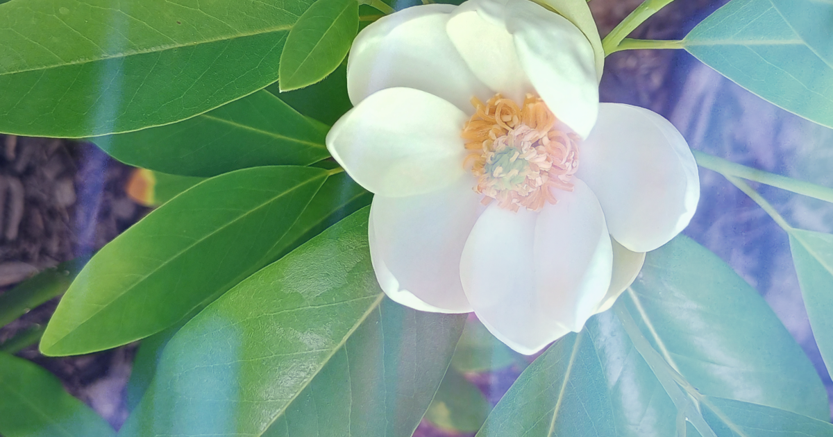 Spare Tires, Paused Thoughts