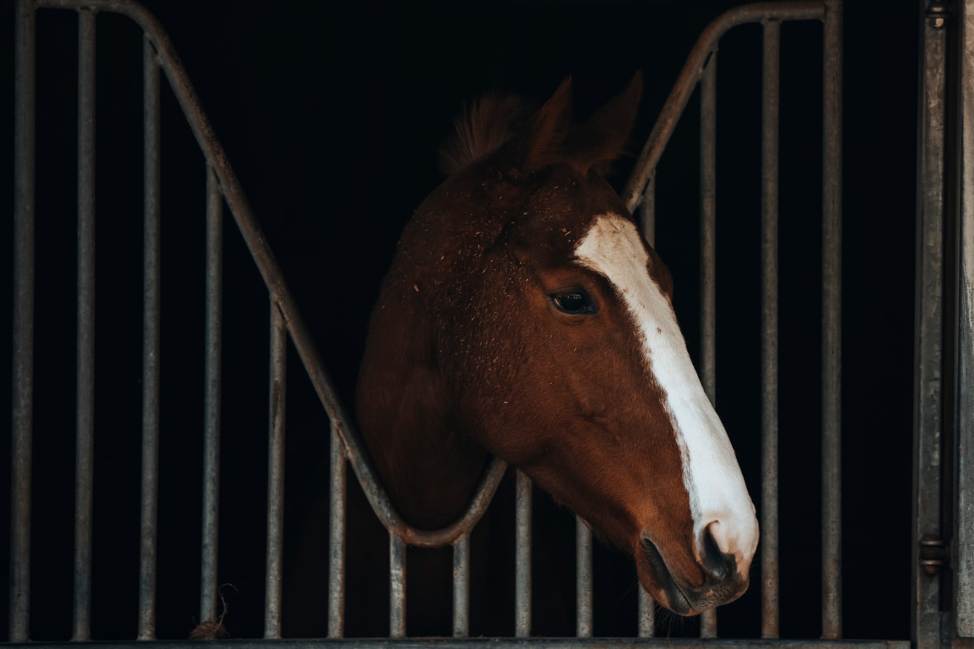 Field Notes: Horses