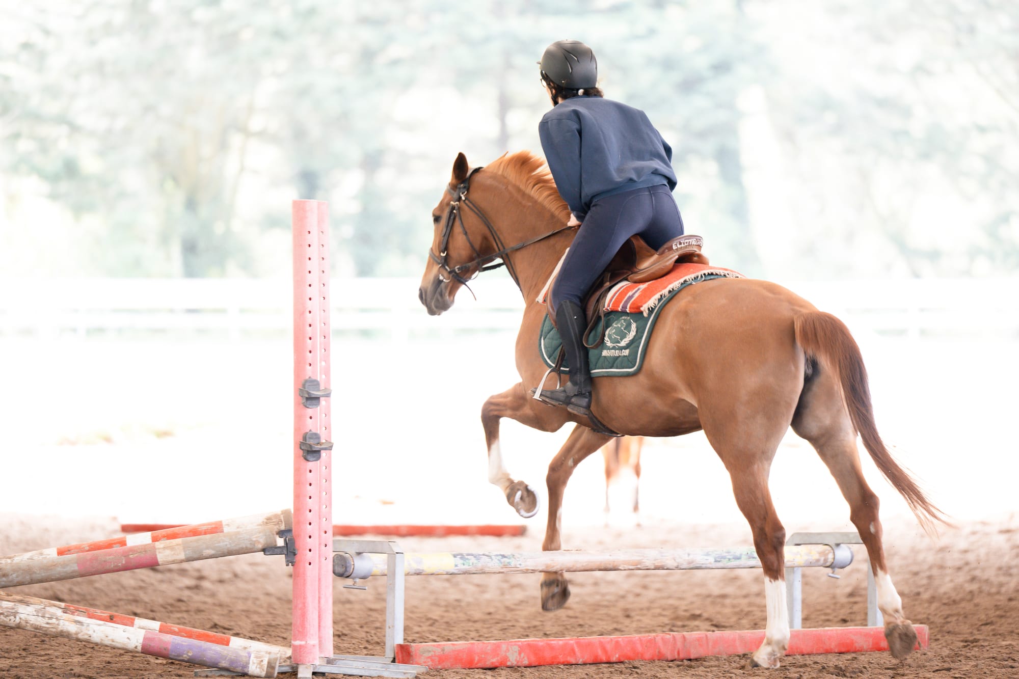 Field Notes: Horses #2