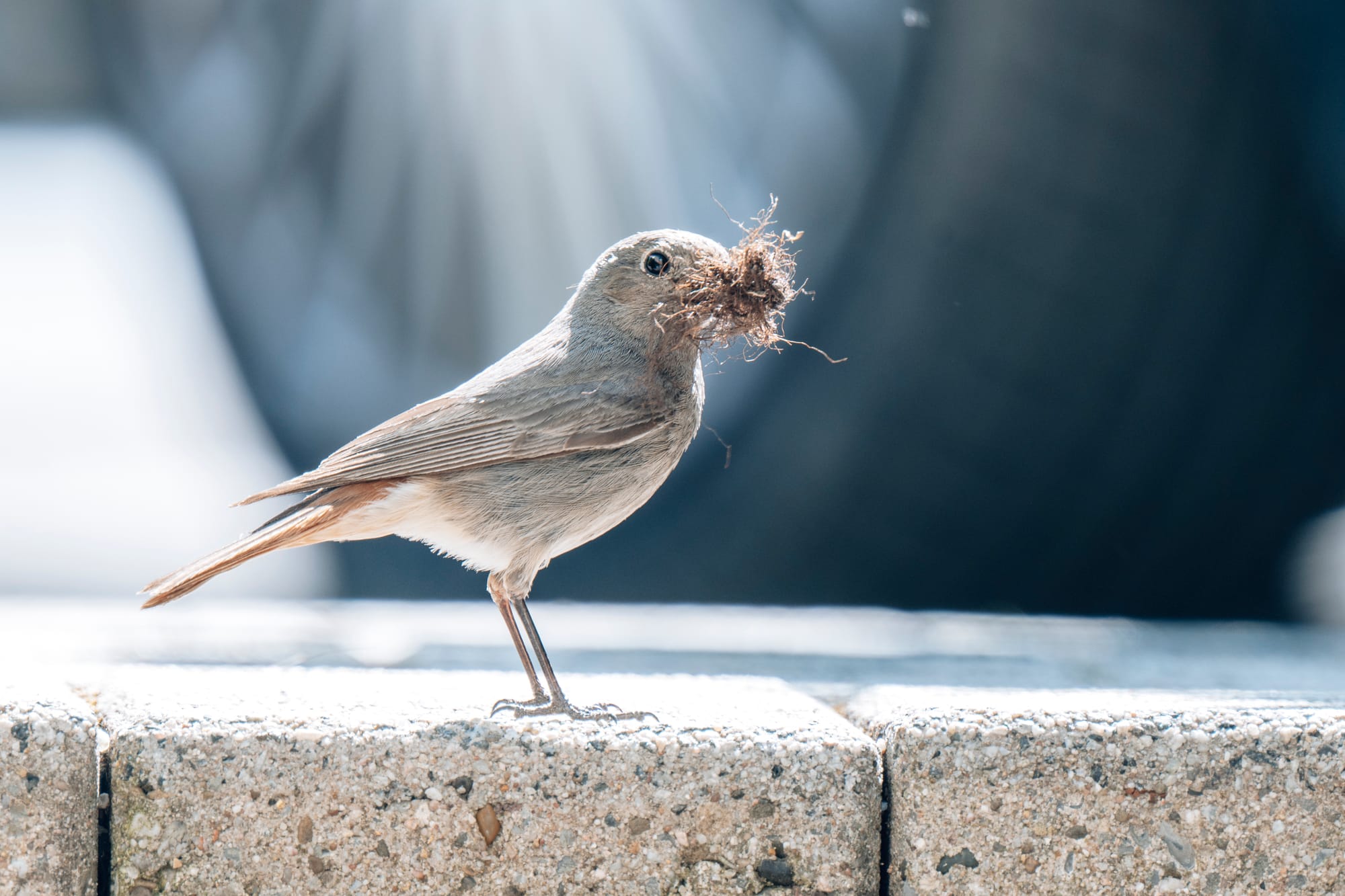 Photos: Common Redstart