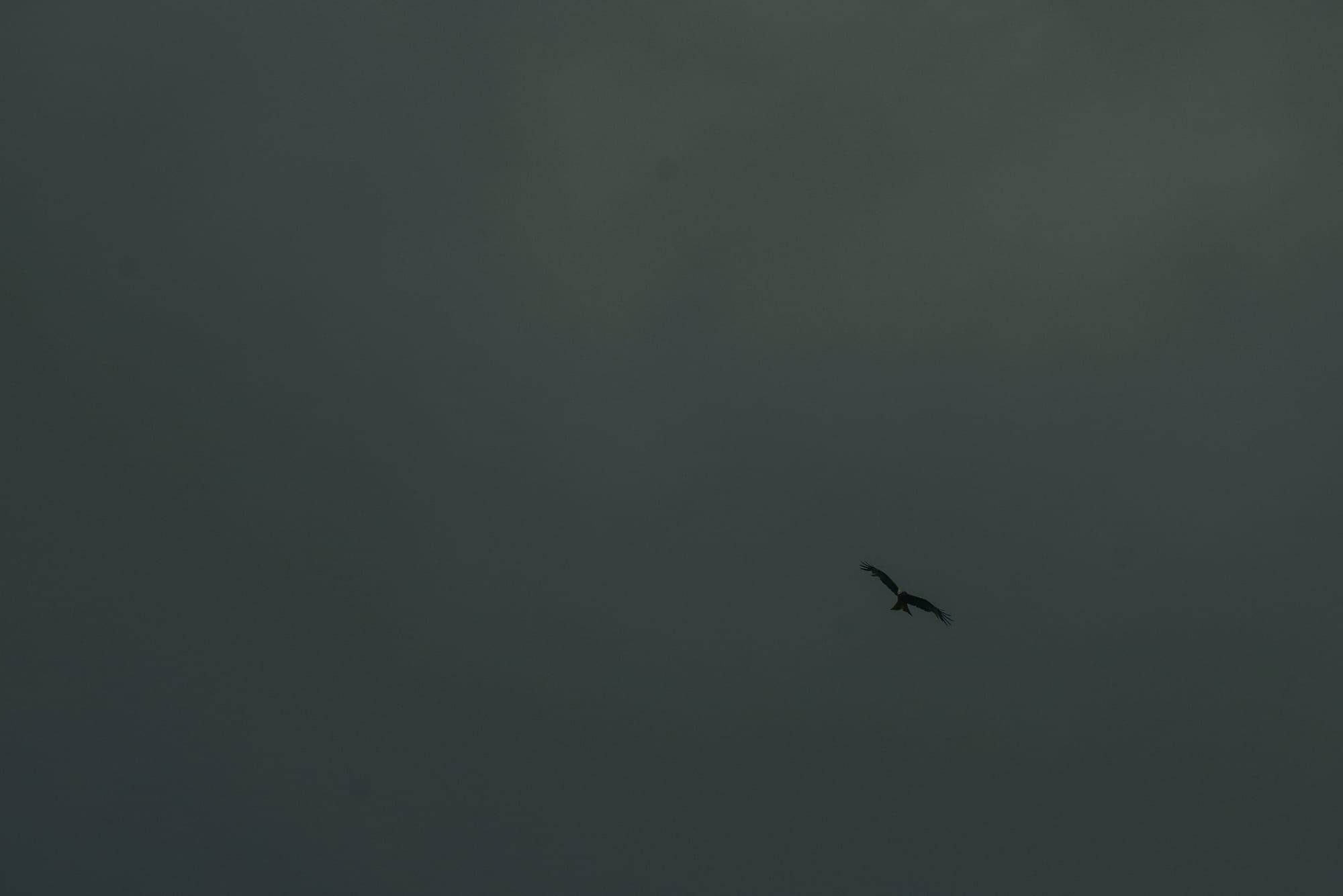 Photos: Common Buzzard