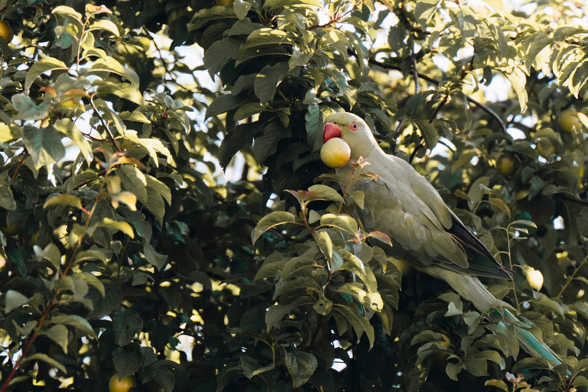 Photos: The Apple Thief