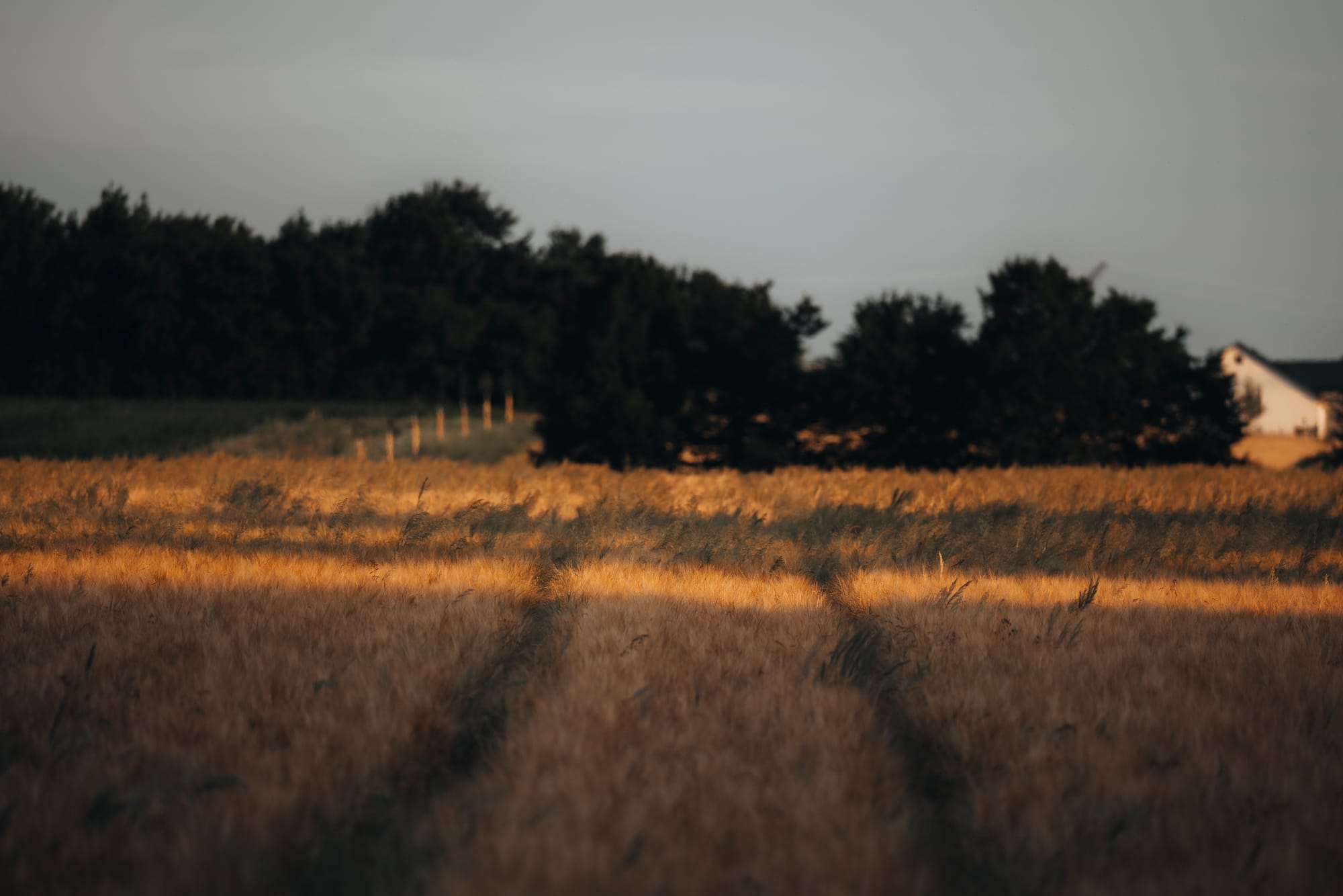 Thoughts aloud: The Rain