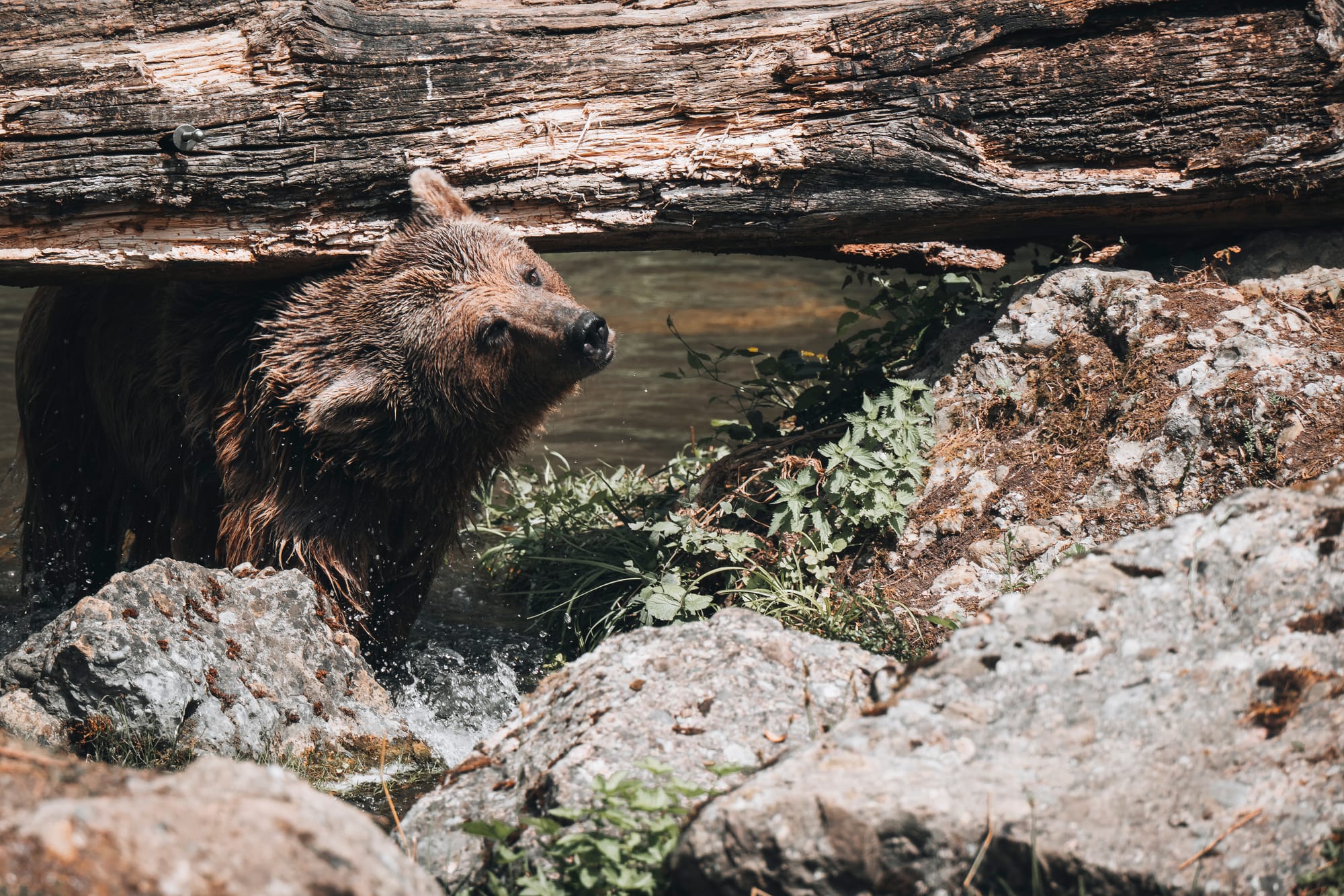 Photos: Wild Animals, Switzerland #2