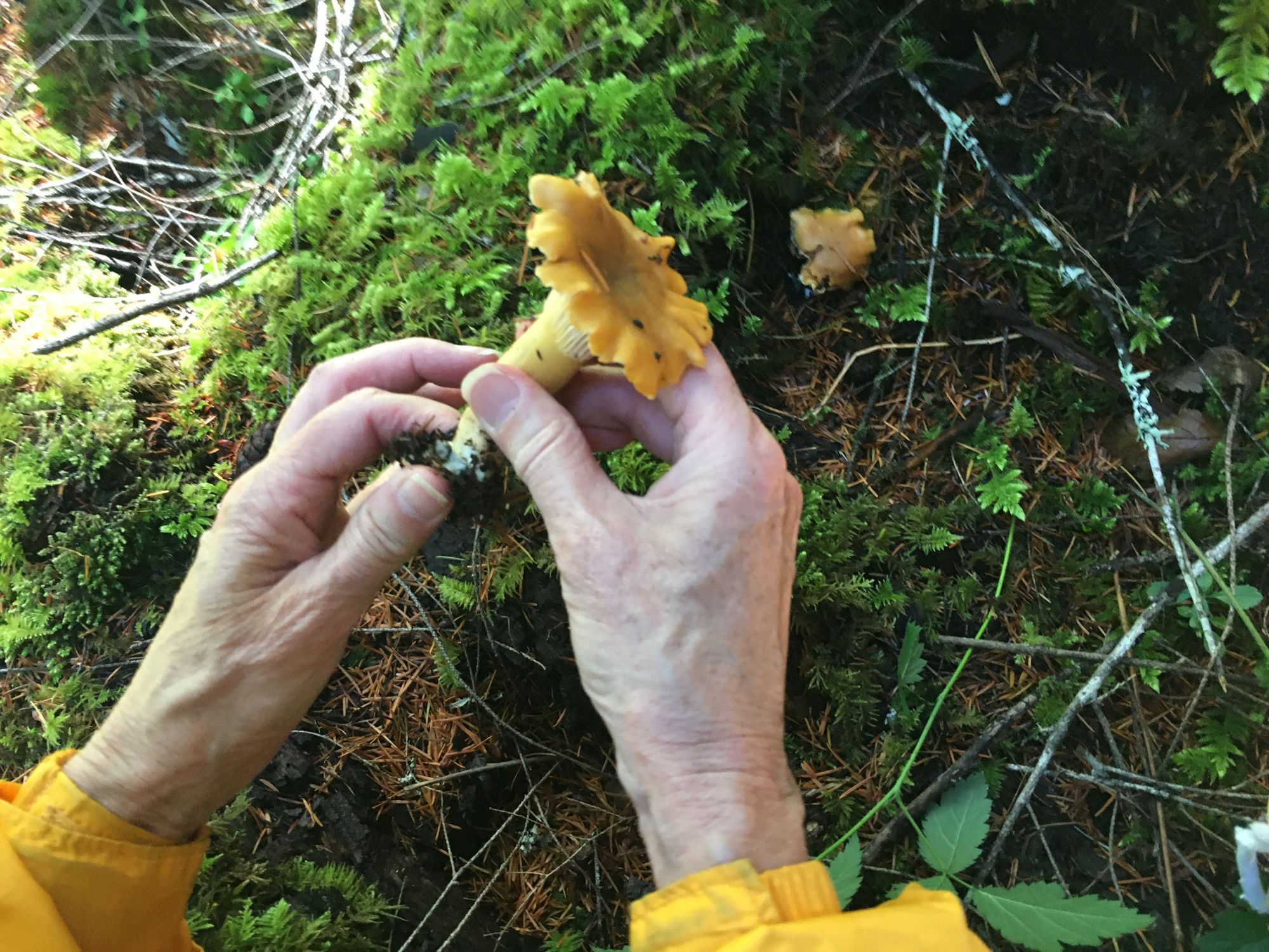 Hands holding a chanterelle mushroom that’s been pulled out of a mossy forest floor.