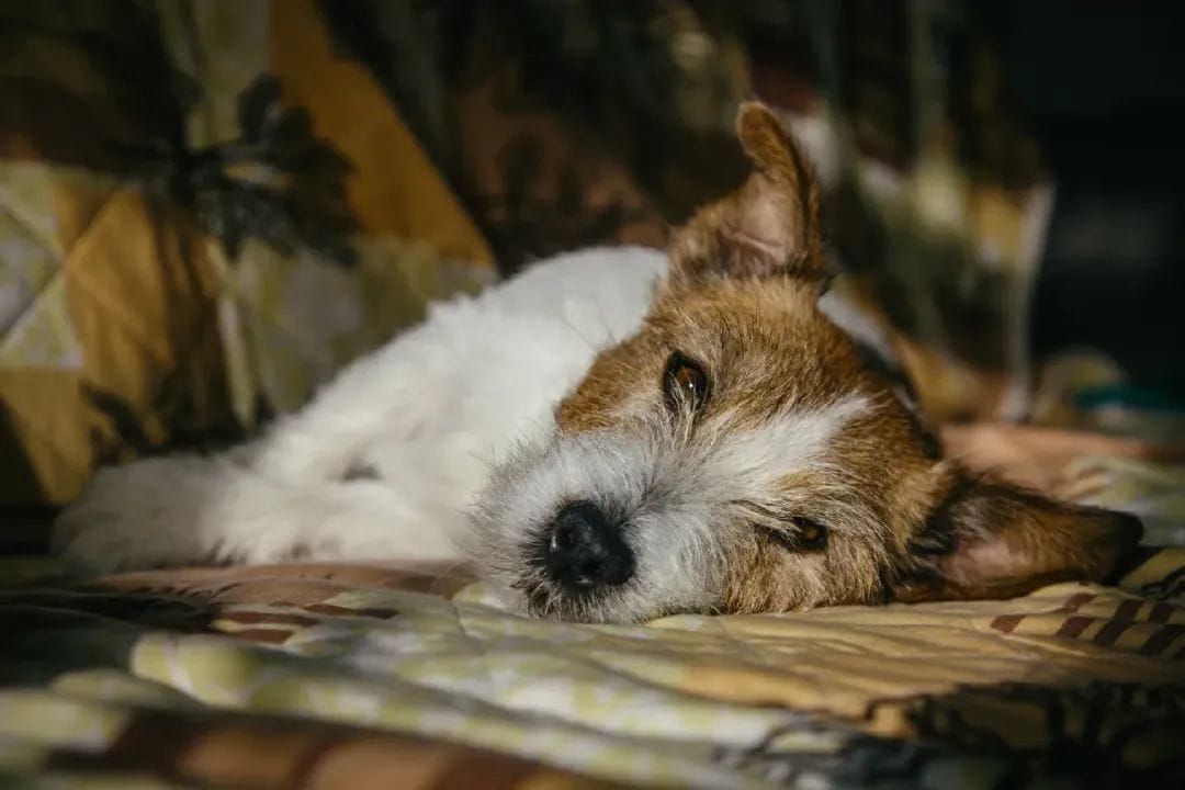 北美汪星人突得神秘疾病，多地爆发