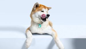 2022年圣诞，送给宠物的最佳礼物！