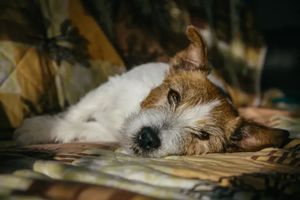 北美汪星人突得神秘疾病，多地爆发