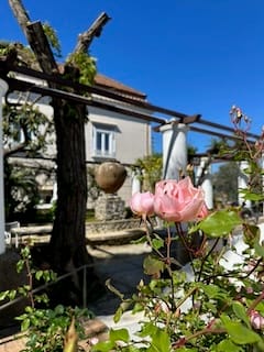 Rose og kupert tre i hagen på Villa San Michele.