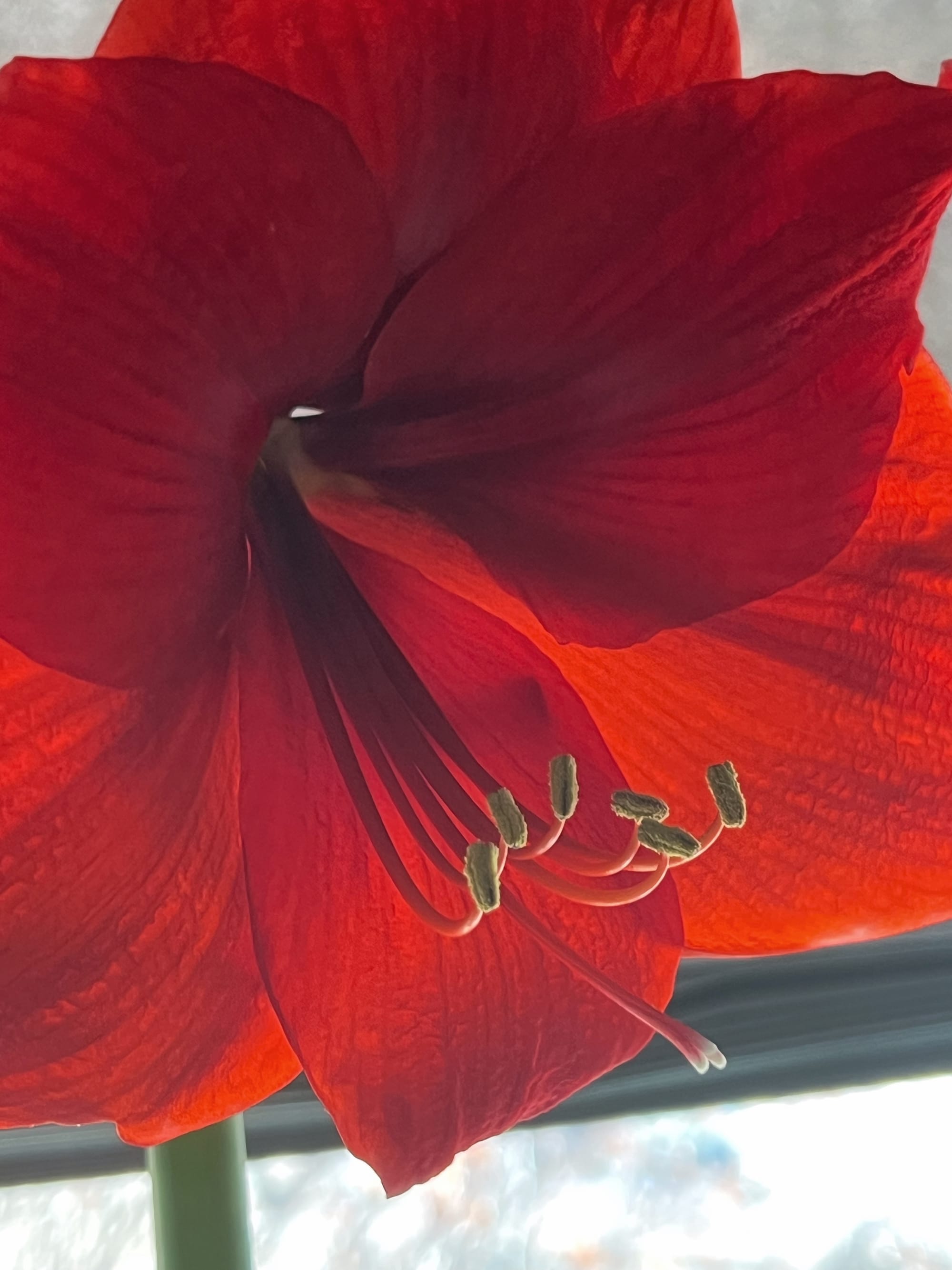 CloseUp of a red flower with 6 stamen and a pistil