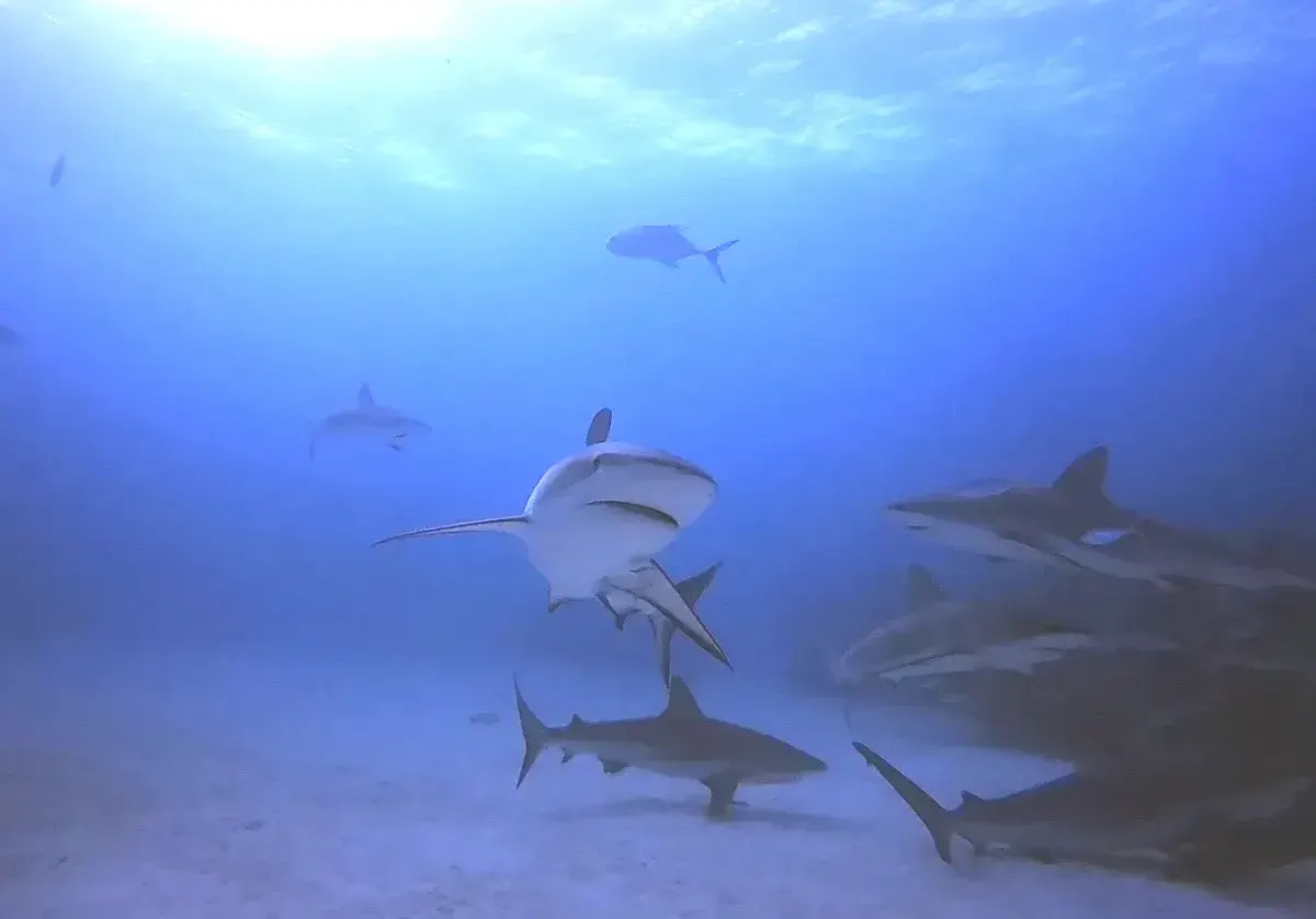 Sharks in Engineering Waters