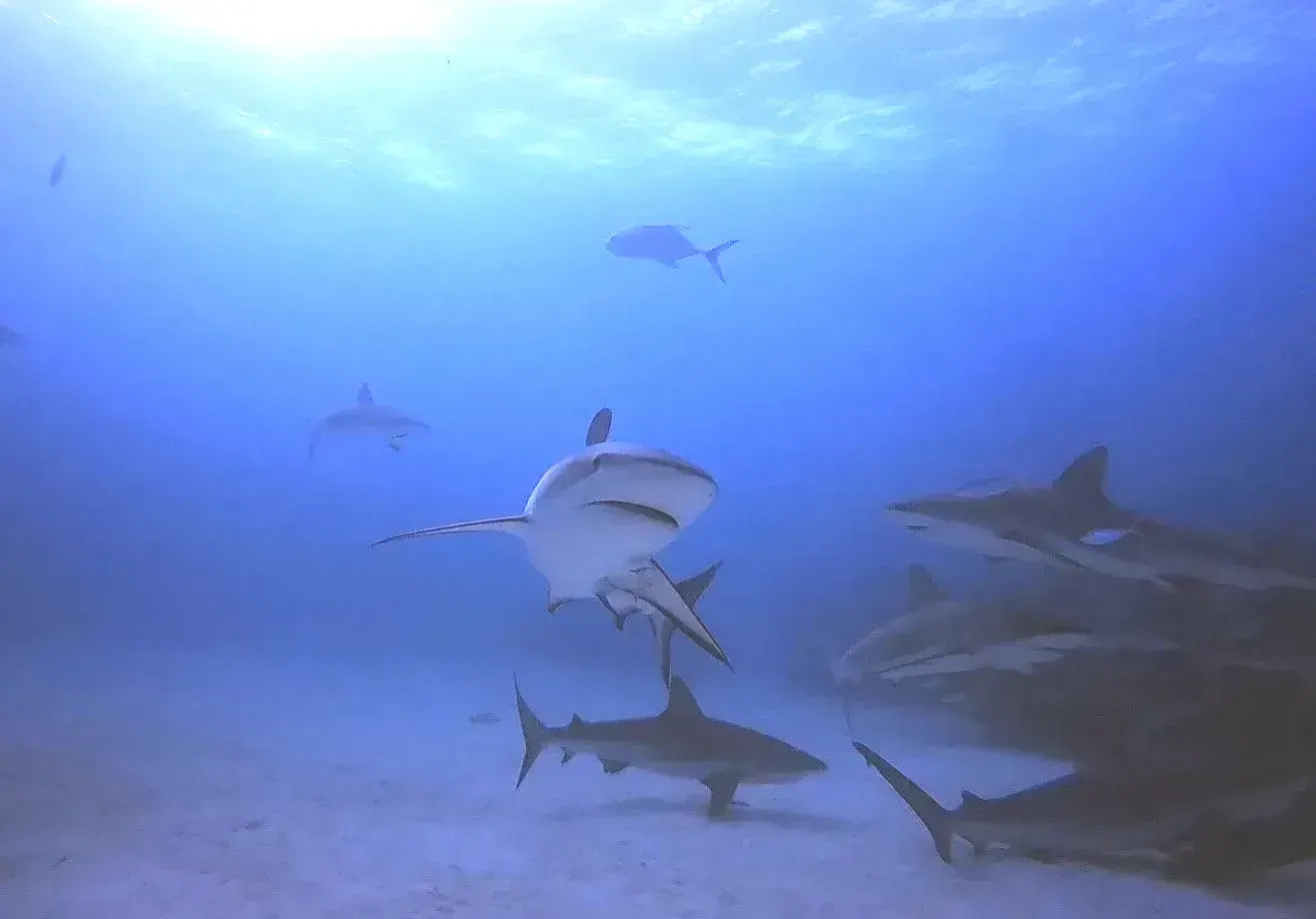Sharks in Engineering Waters