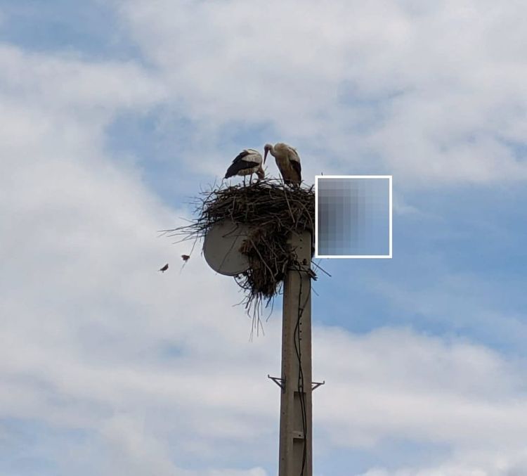 Los otros (o el amor en los tiempos de AI-girlfriends)