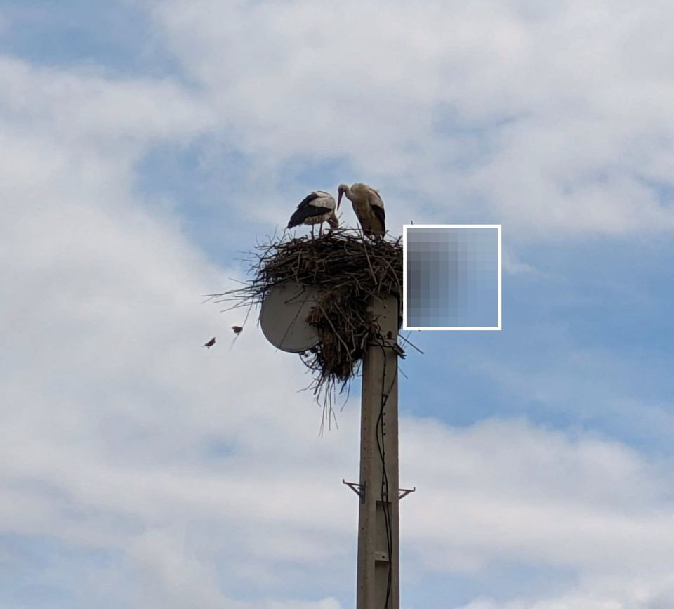 Els altres (o l'amor en els temps d'AI-girlfriends)