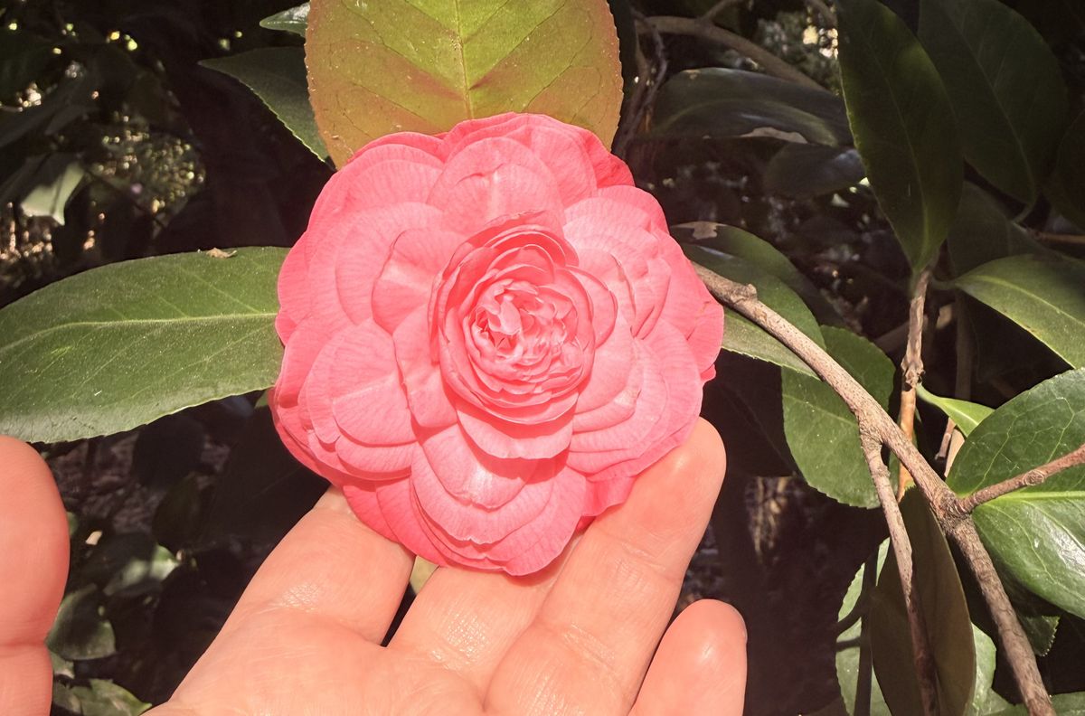 I played hooky and smelled some flowers