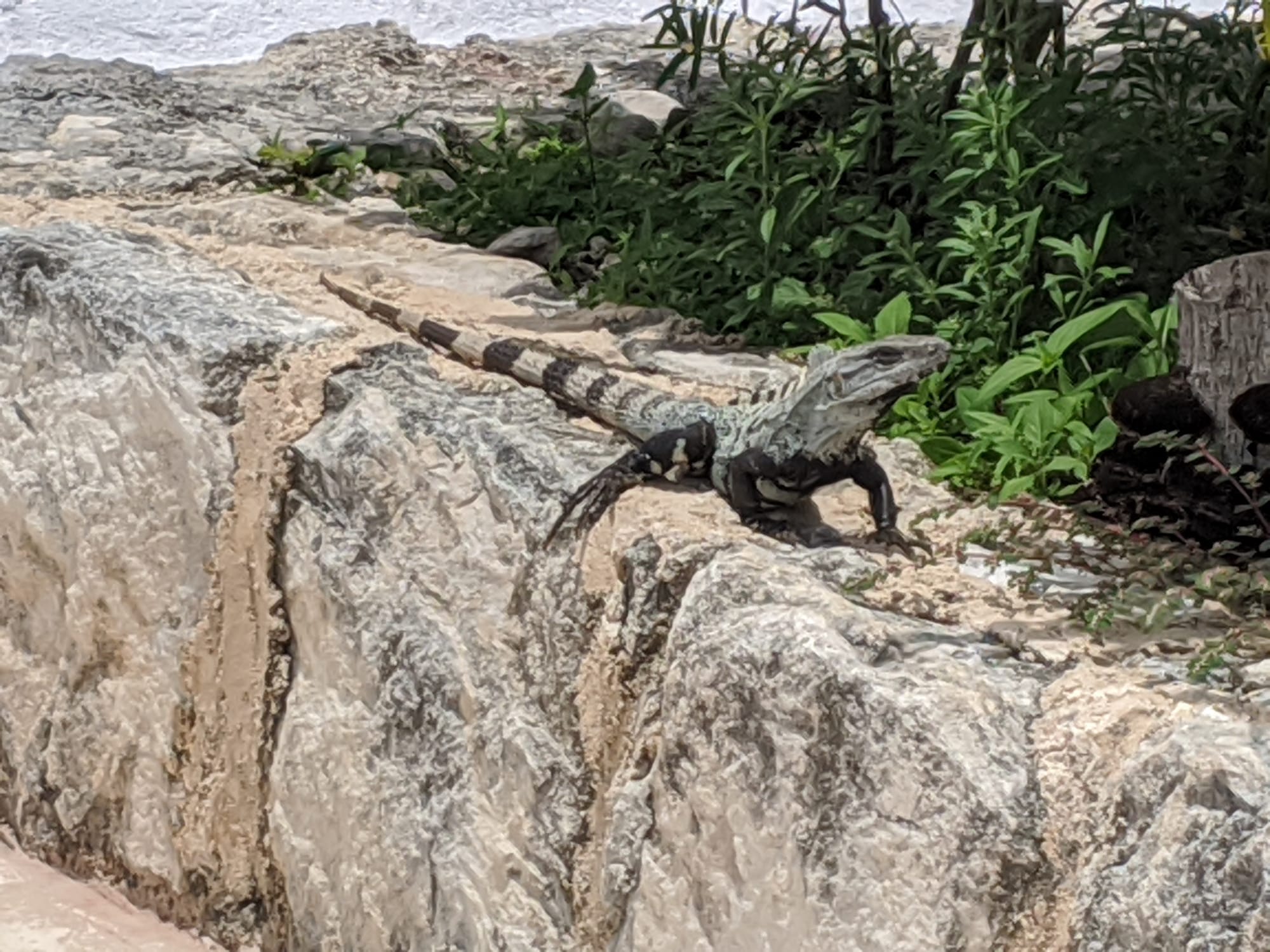 We had lots of these guys around