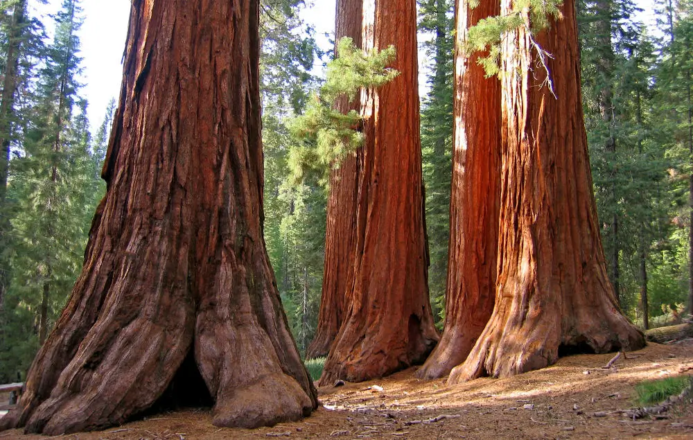 Giant Sequoias Mariposa Grove