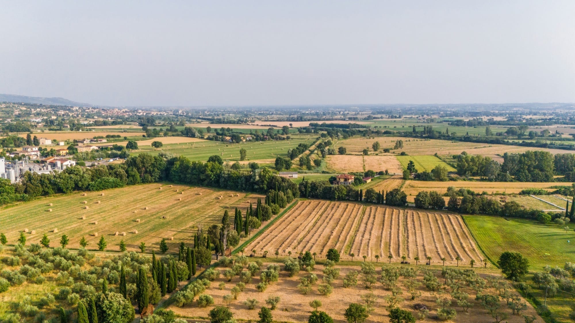 golden-fields-and-trees