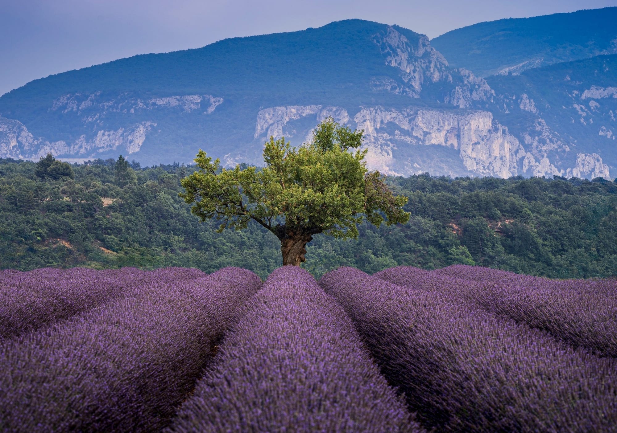 lone-tree-in-a-lavender-field