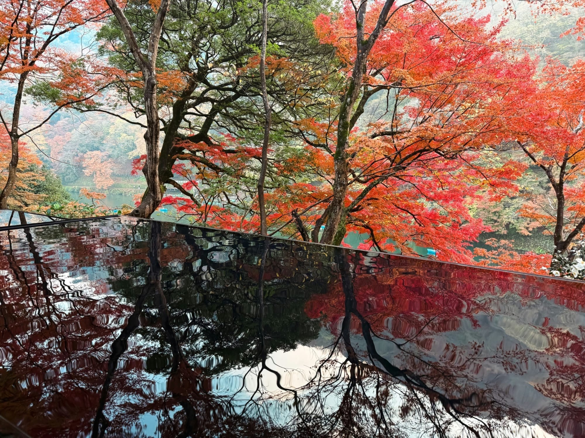 vibrant-autumn-trees