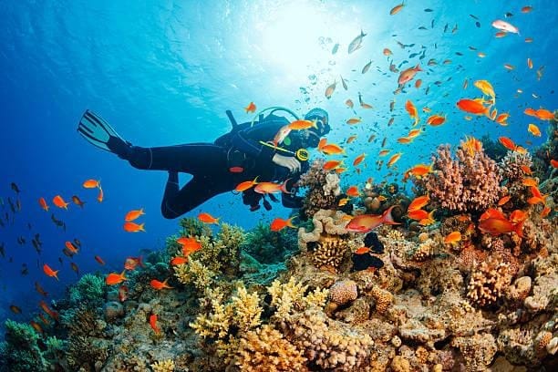 Underwater  Scuba diver explore and enjoy  Coral reef  Sea life Scuba diving. Beautiful sea life. Underwater scene with young women, scuba diver, explore and enjoy at coral reef. School of red sea fish (scalefin anthias). reef fish stock pictures, royalty-free photos & images